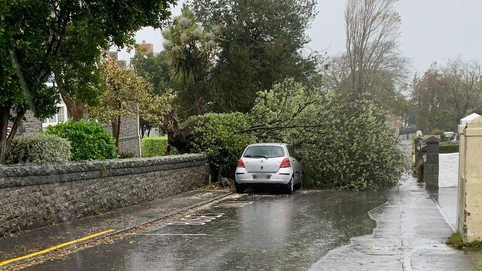 Tree fallen across a road