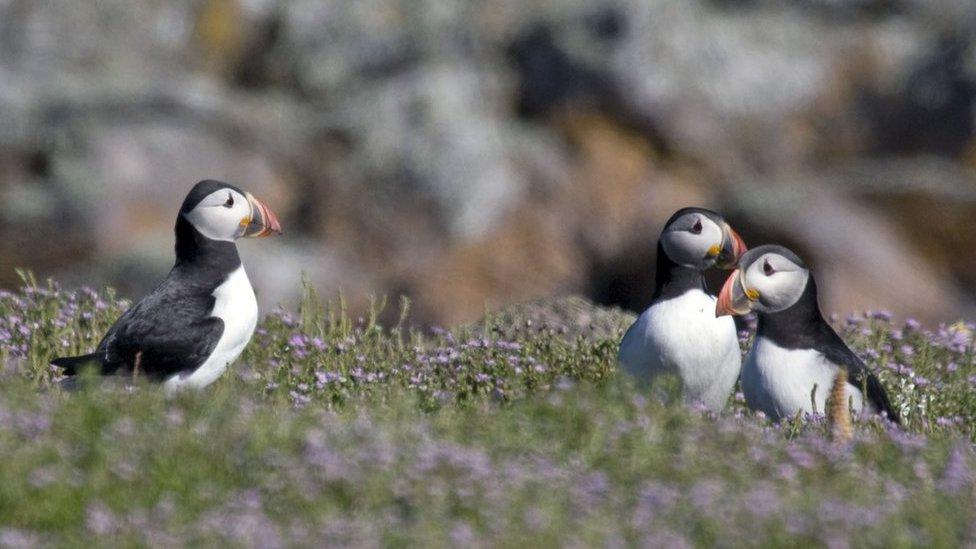 Puffins