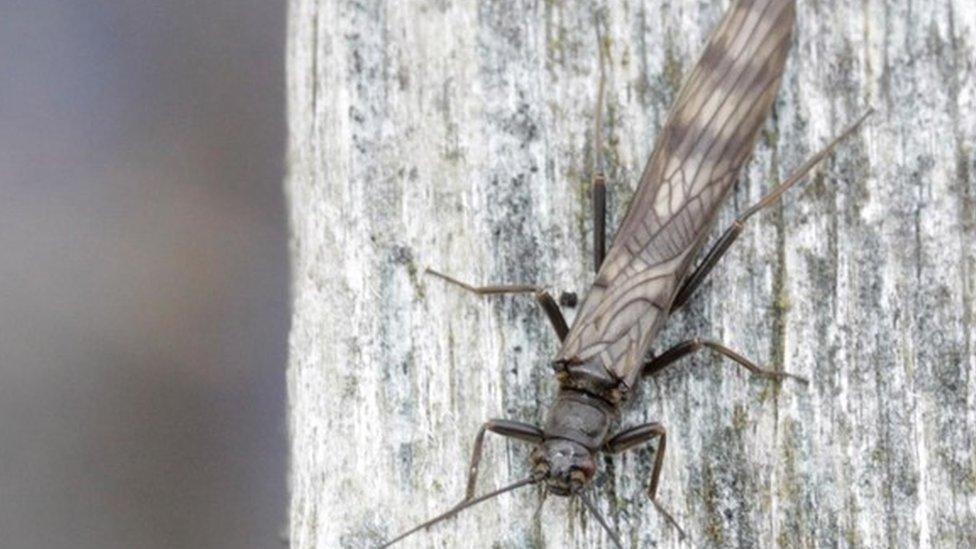 Northern February red stonefly