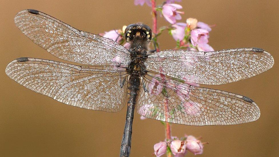 Black darter