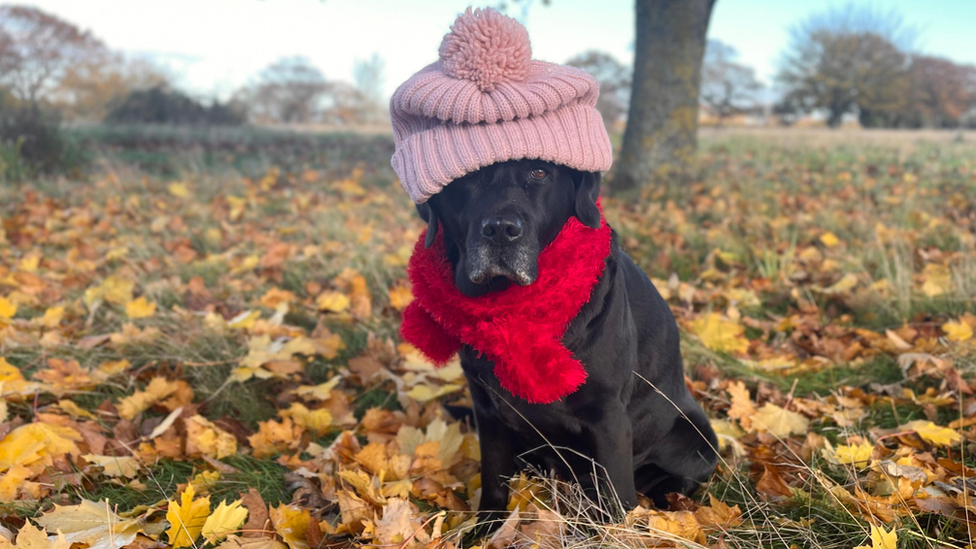 A Labrador in Waldringfield, Suffolk