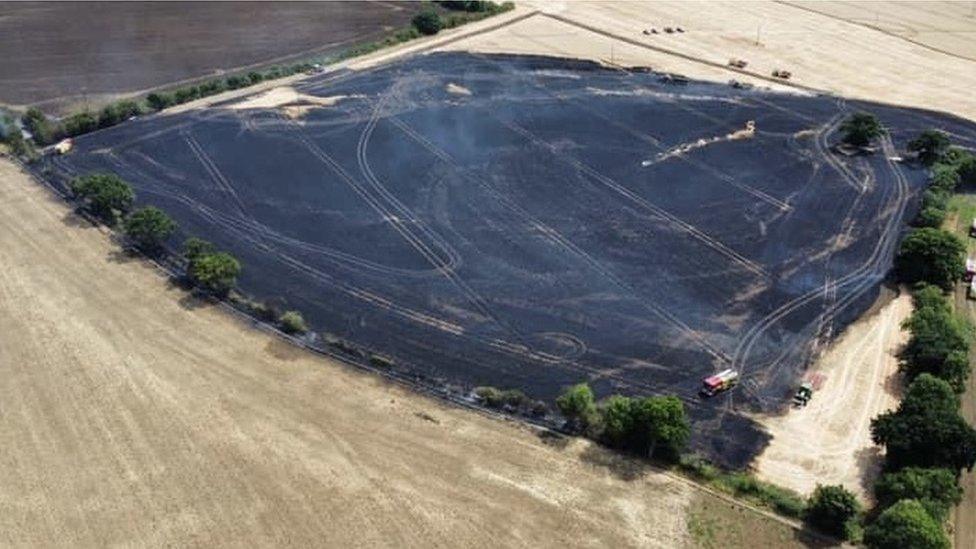 Blackened corn field after fire