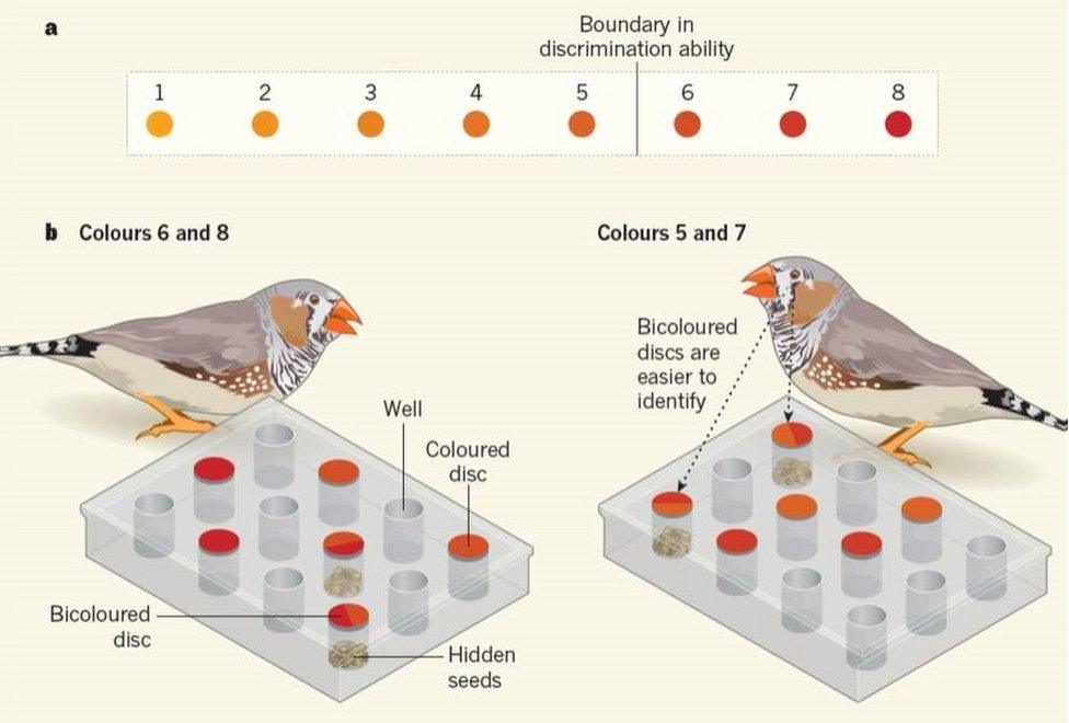 Infographic showing experiment