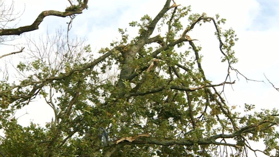 damaged tree