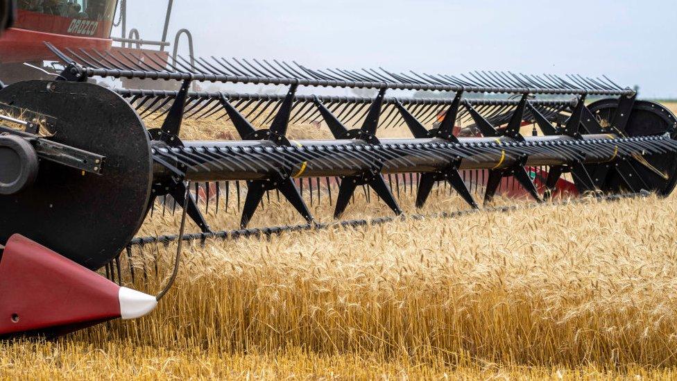 A combine harvester in a wheat field.