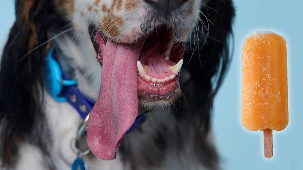 Closer look at tongue with an ice lolly next to it