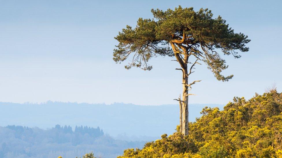 scots-pine-tree