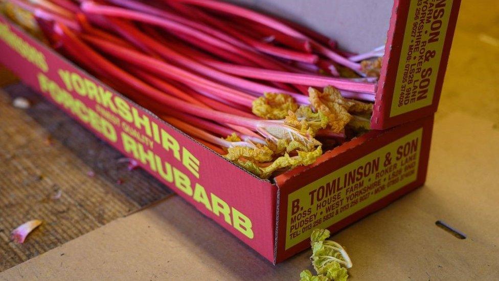 Yorkshire forced rhubarb