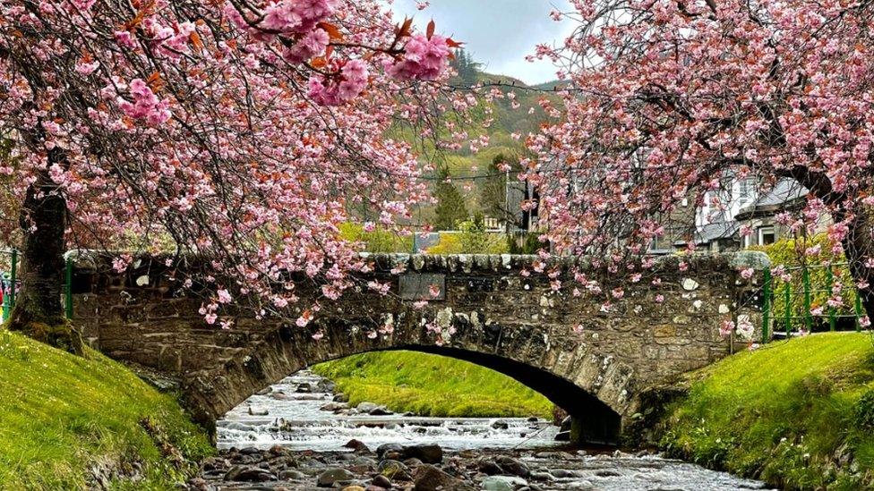 Pink blossom trees