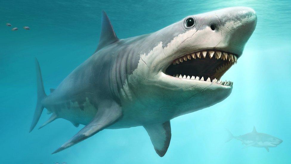 Artist's reconstruction of megalodon