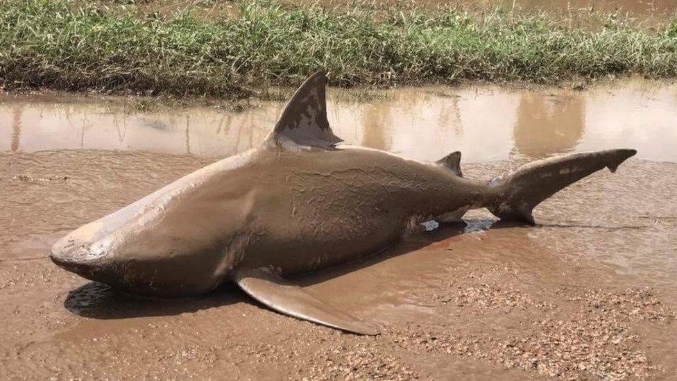 Bull shark