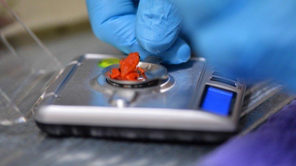 chester zoo worker handles tiny frog