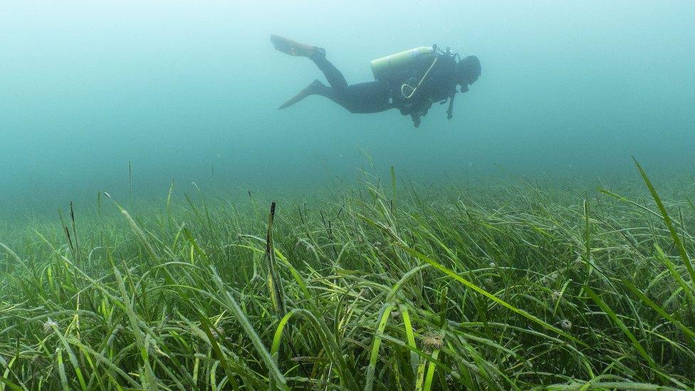 Seagrass