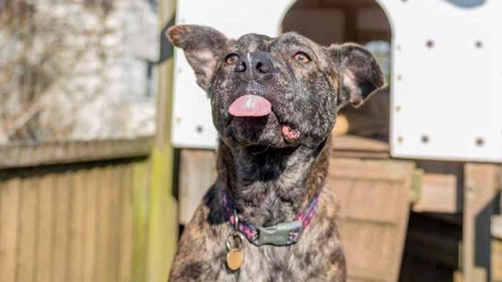 Three-year-old Staffie Faith