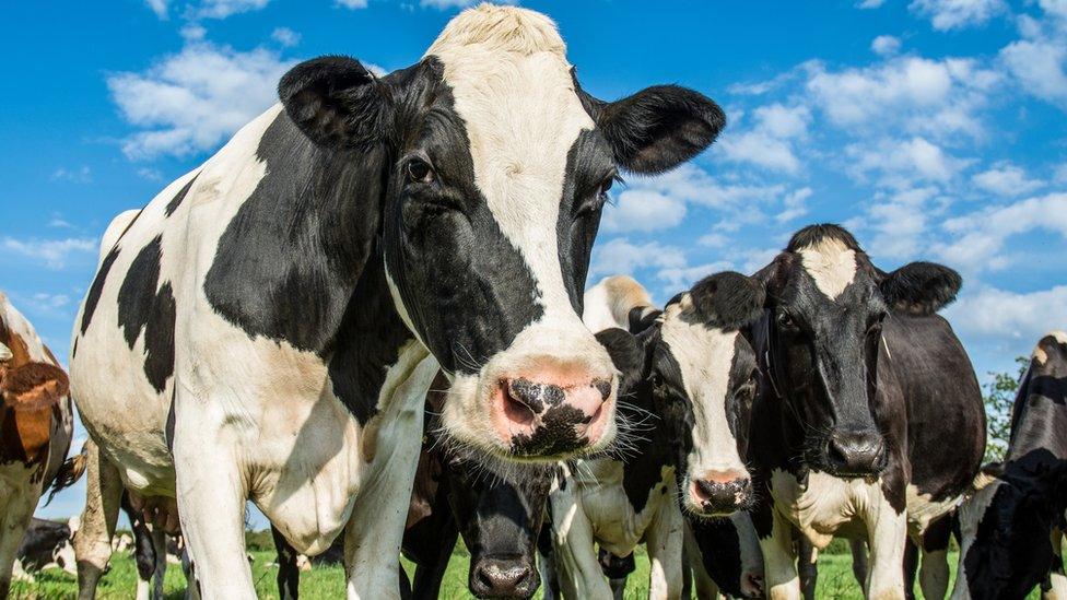 Dairy cows in a field