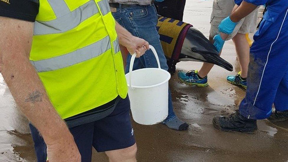 Stranded dolphin and rescuers