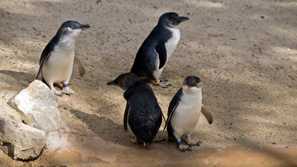 Fairy penguins