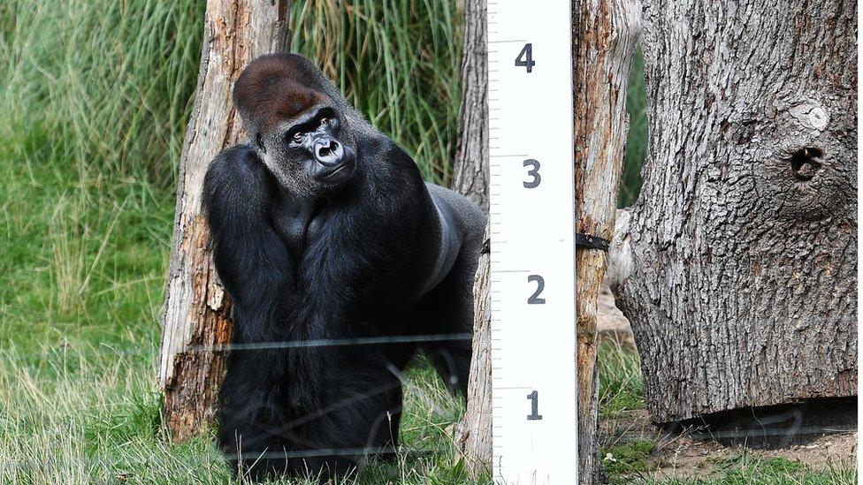 A male Gorilla