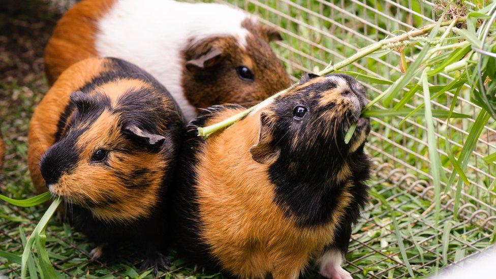 Guinea pigs