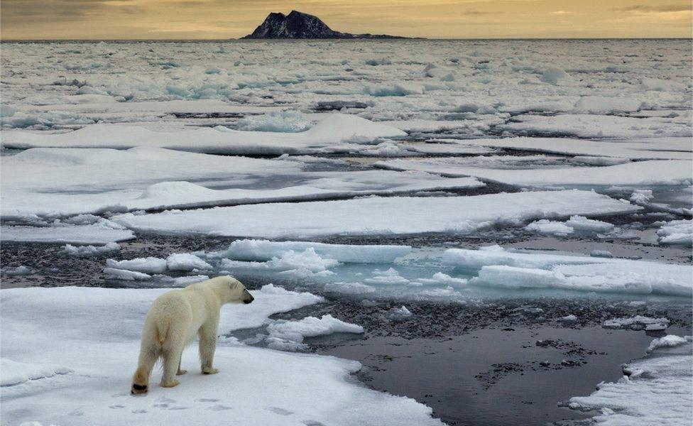 Polar bear on ice