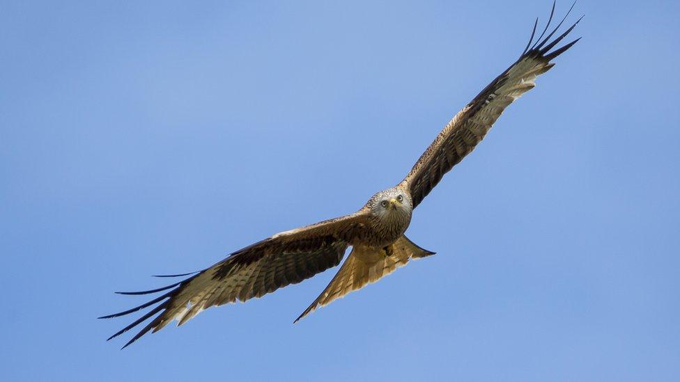 red kite