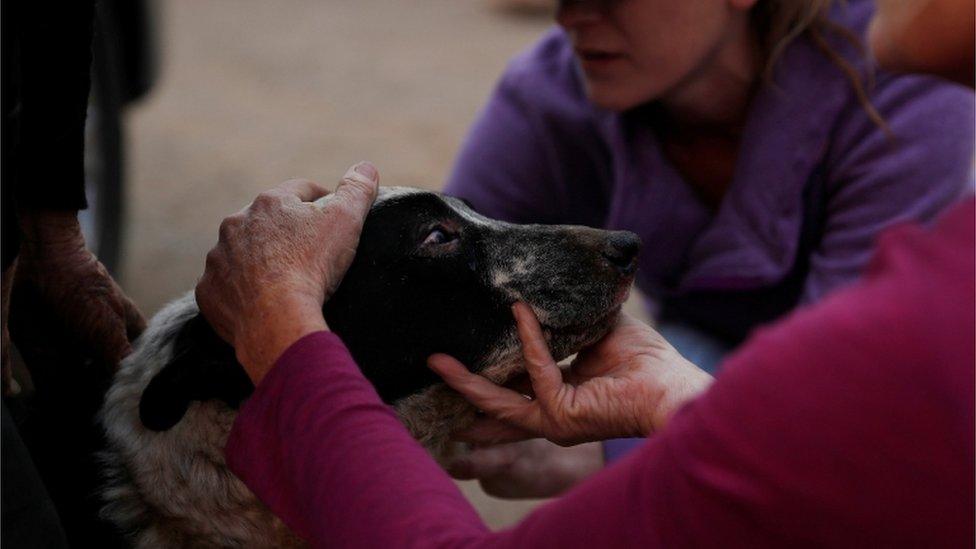 Veterinarian Dawn Alves tends to a dog who received burns on its eyes and chin during the Camp Fire in Paradise