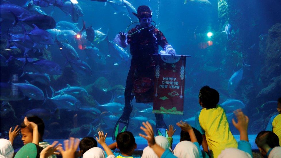 A man waves to children as he dives ahead of the Chinese Lunar New Year at Seaworld Marine Park in Jakarta, Indonesia