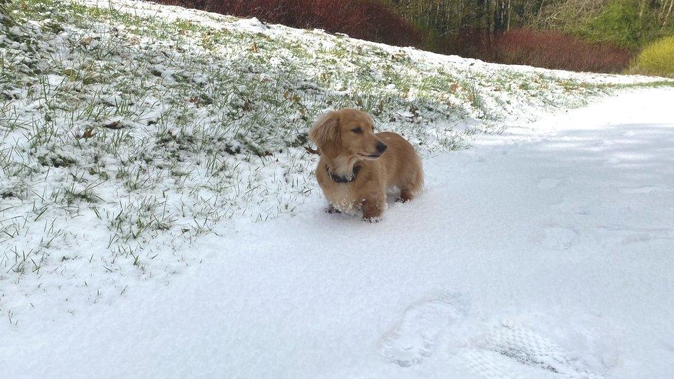 Dog in the snow