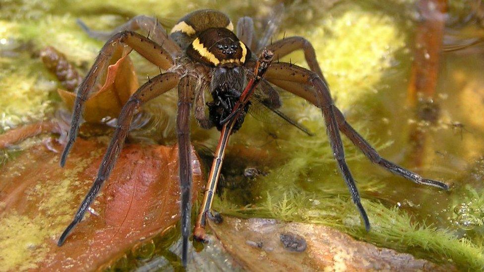Rare Fen Raft Spider Population Boosted In Norfolk BBC News