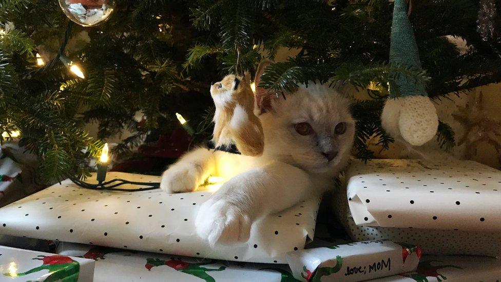 Cat under a Christmas tree