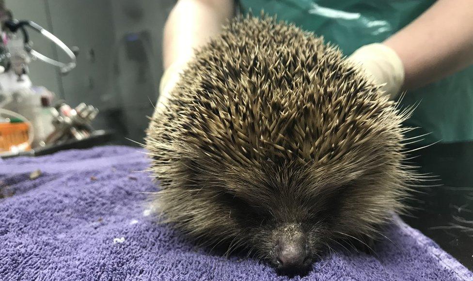 One of the rescued hedgehogs