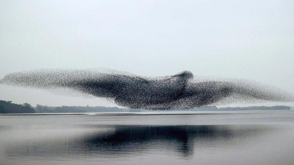 A murmuration of starlings over Lough Ennell in County Westmeath, Ireland.