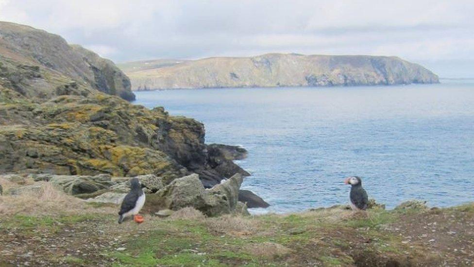 Decoy puffins on the Calf of Man