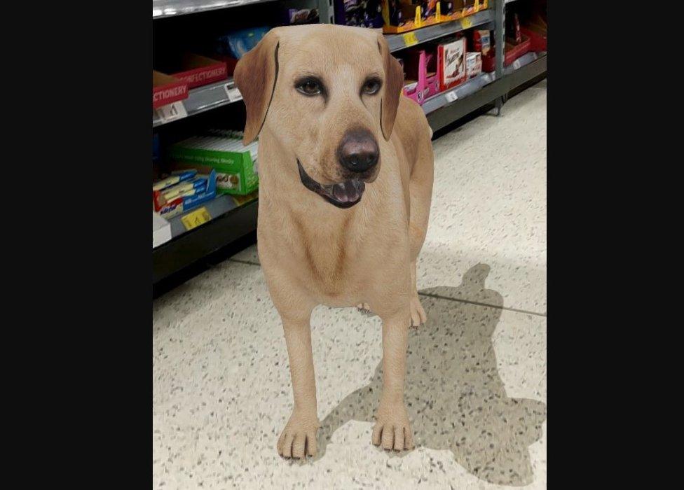 dog in supermarket