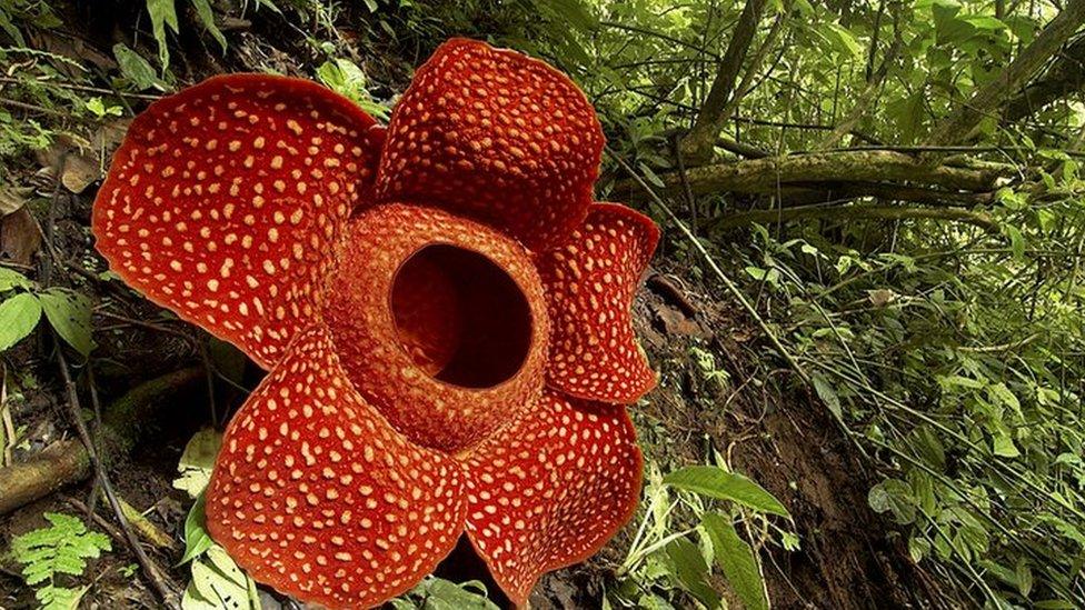 Rafflesia plant