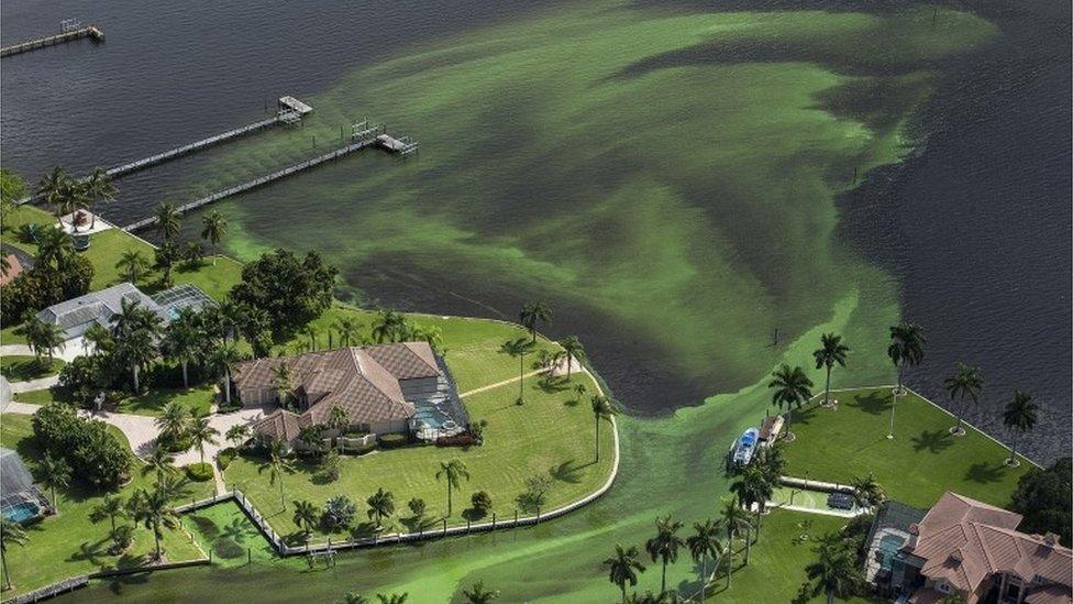 An aerial photo shows blue-green algae enveloping an area along the St. Lucie River.