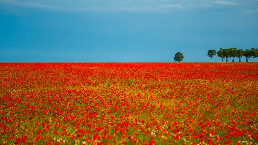 A poppy field in northern France