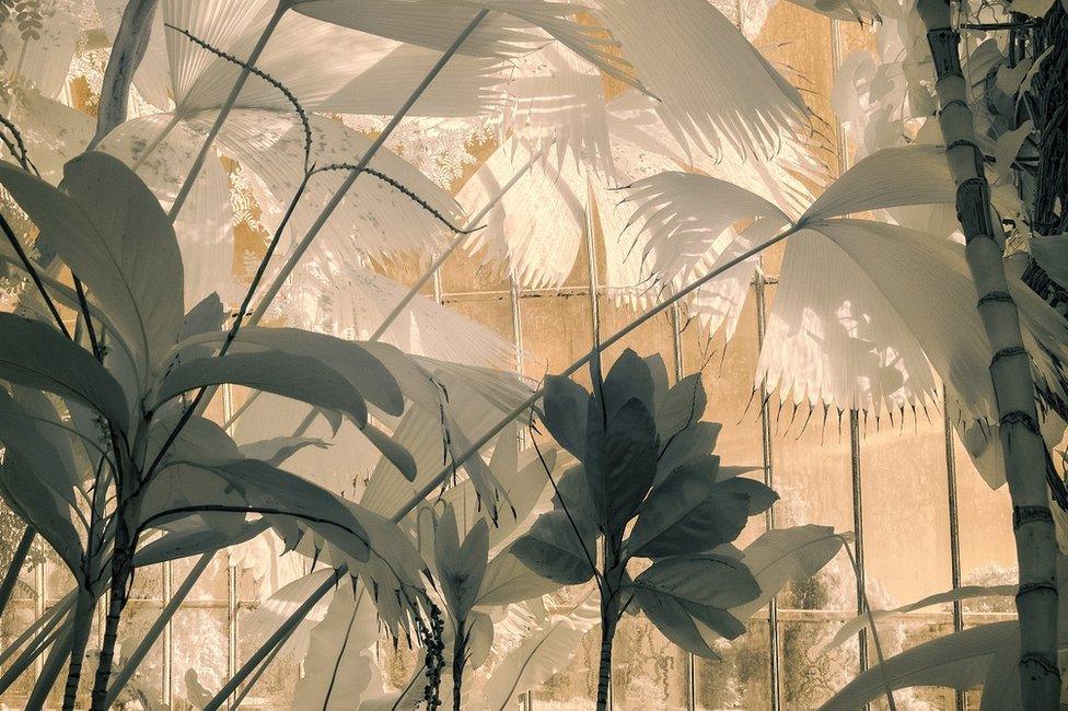 A view of plants in shades of cream and green