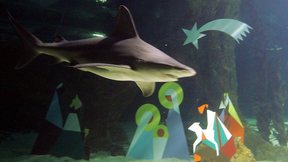 Shark swims by the nativity scene.