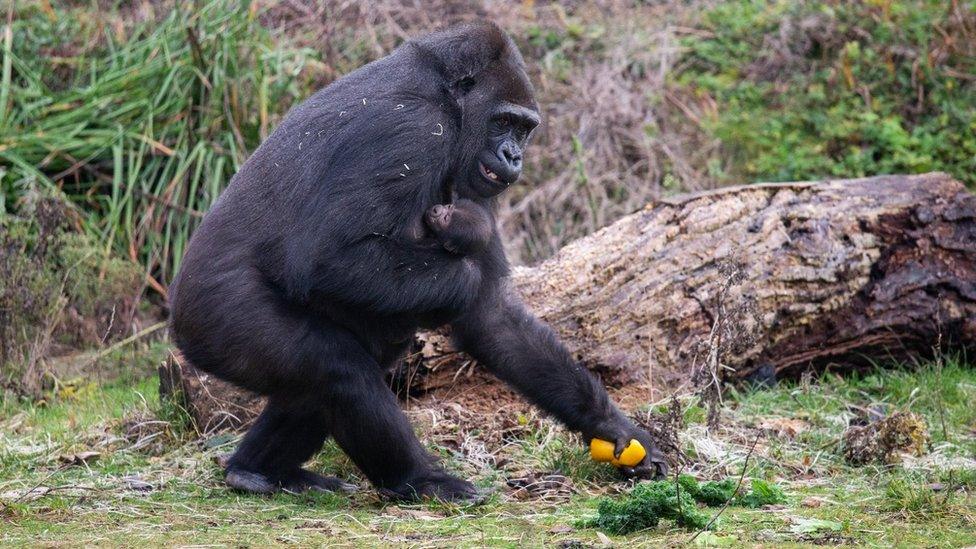 Touni the gorilla and her baby