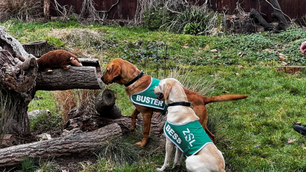 Two Labradors with a pangolin