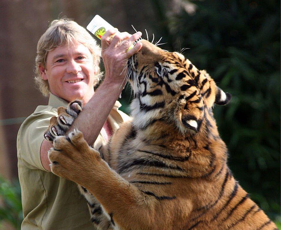 Steve Irwin poses with a tiger at Australia Zoo 1 June 2005 in Beerwah, Australia.