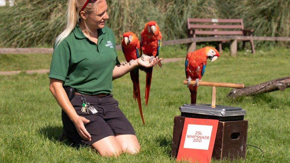 Three scarlet macaw with Keeper Liz Brown