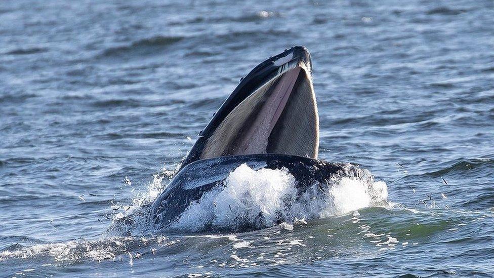 Humpback whale