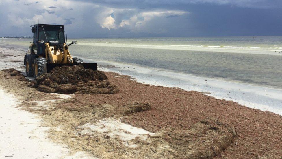 Bulldozer on Fort Myers beach