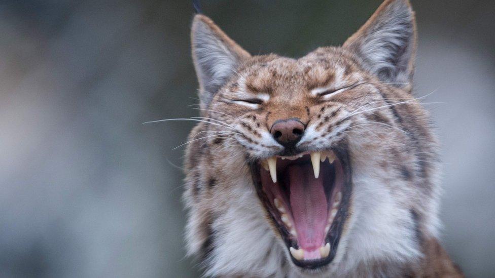 Lynx