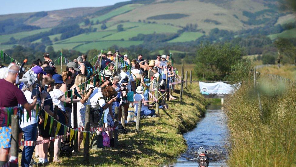 bog-snorkelling-crowds-watch-competitor.