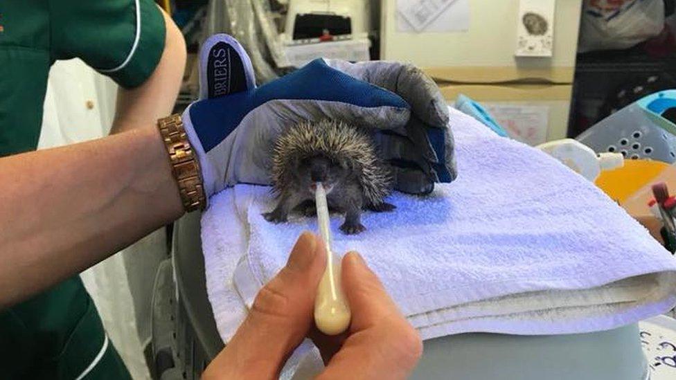 A hedgehog sat on a towel being fed a pipette of food with a gloved hand cradling it from behind