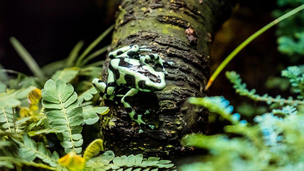 harlequin-frog-sat-on-a-leaf