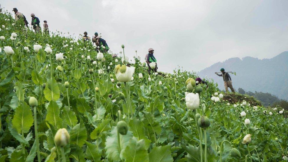 Anti-narcotic campaigners destroy a poppy cultivation near Lone Zar village in northern Kachin state on 3 February 2016.